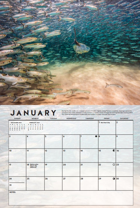 Ocean Life - Underwater Worlds 2027 Calendar